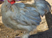 Cockerels Looking For Forever Homes