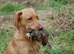 Yellow/dark yellow Labradors