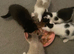 beautiful male kittens