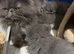 Lovely Persian kittens