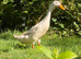 White Runner Duck (Drake)