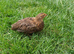 2 female rosetta coturnix quail