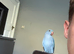 11 weeks old Indian Ringneck
