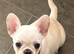 Beautiful frug female