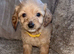 Red Cockapoo Puppies