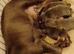 KC blue Staffordshire Bull Terrier Puppies