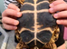 Beautiful horse field tortoise for sale and enclosure