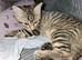 One female kitten (Ragdoll mix)