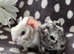 Boar pair available