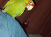 Red masked parrot (rare bird)