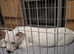 Staffy x american bulldog girl