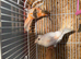 two 2026 Canary for sale