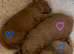 Gorgeous KC regd Toy Poodle Puppies DNA Clear KC parents