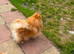 Pomeranian