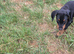 KC reg Dobermann puppy (READY)