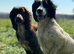 Working cocker spaniel puppies