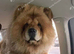 Female chow chow