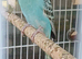 Pair of baby cocks