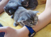 4 stunning mainecoon babies