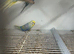 Various Stunning Normal & Rainbow Budgies