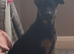 Female 4 month old.
