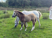 Registered Welsh A dun colt