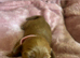 Beautiful F4B Miniature Goldendoodle Puppies
