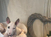 KC Registered English Bull Terrier Female – Ready Now