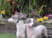 2 italian greyhound girls