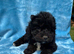 Cockapoo puppies