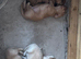 Longhaired miniature dachshunds