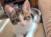 Adorable Kittens looking for a new home