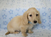 Clear cream miniature long haired dachshund