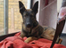 Belgian Malinois puppy