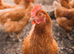 Warren laying Hens