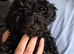 Miniature poodle boy