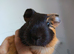 2 male Guinea Pig babies