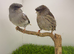 Gloucester canary pair