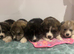 BEAUTIFUL JAPANESE AKITA INU PUPPIES