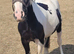 Welsh part bred filly