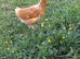 Hybrid chickens POL &times; 2