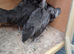 Necked neck bantam chickens