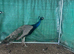 2-Year-Old Male Peacock  - Beautiful