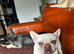 Super sweet child/cat and dog friendly frenchie girl