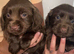 7 Cocker spaniel