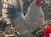 Porcelain booted bantam hatching eggs