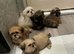 Shih Tzu puppies
