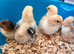 Pekin bantam chicks