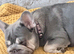 female frenchie
