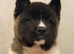 AKITA PUPS FROM KC REG REG PARENTS.